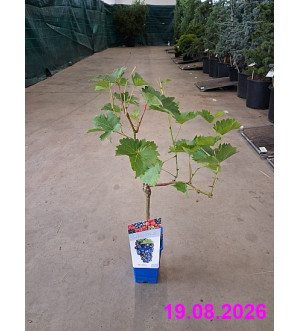Vitis vinifera 'Muscat Bleu' RP 1,6 L